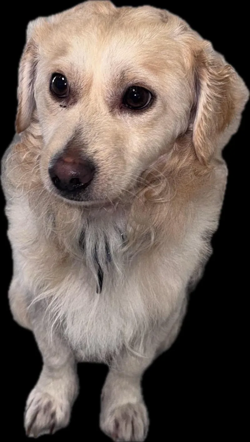 A young small-sized male Apricot / Beige Dachshund (Miniature Long Haired) dog named River for adoption in Little Elm, TX