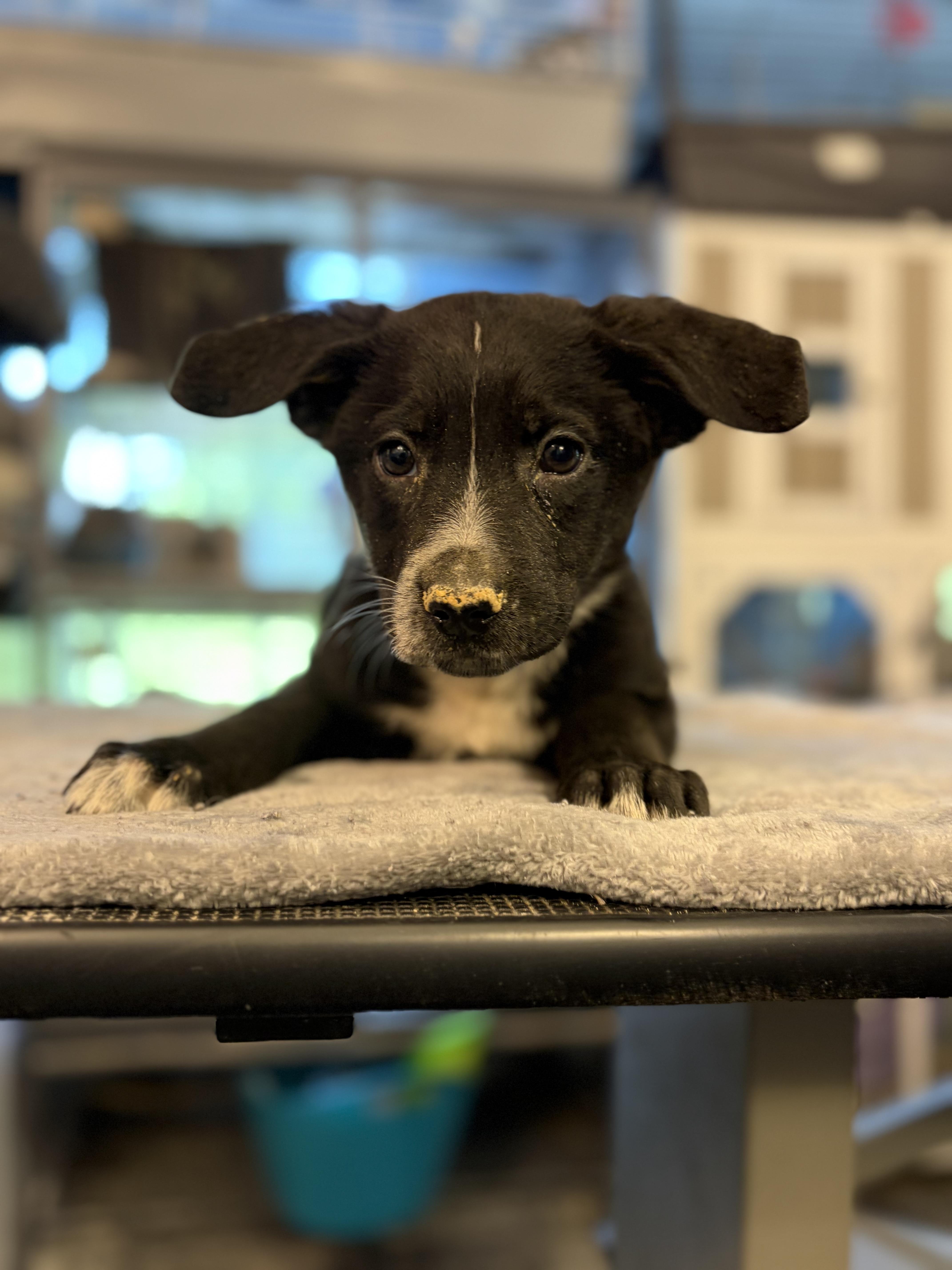 A baby medium-sized female Black Labrador Retriever dog named Emerald for adoption in Felton, PA