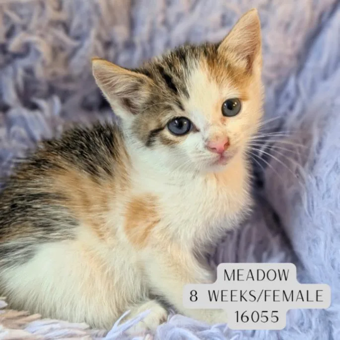 A young medium-sized female Calico Domestic Short Hair cat named Meadow for adoption in Supply, NC