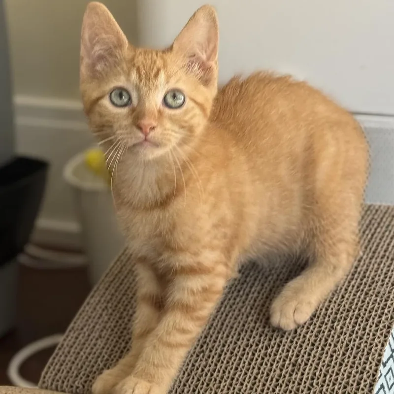 A baby small-sized male Orange / Red Domestic Short Hair cat named Cricket for adoption in Philadelphia, PA