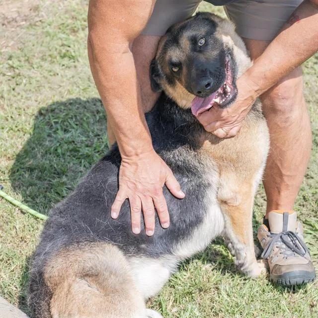 A young large-sized male German Shepherd Dog dog named Magneto for adoption in Haw River, NC
