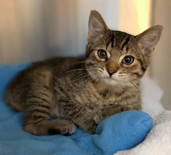 A baby small-sized female Domestic Short Hair cat named Pepper Jack for adoption in Dublin, CA