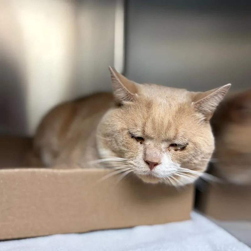 A young large-sized male Domestic Short Hair cat named Dragonite for adoption in Newark, NJ