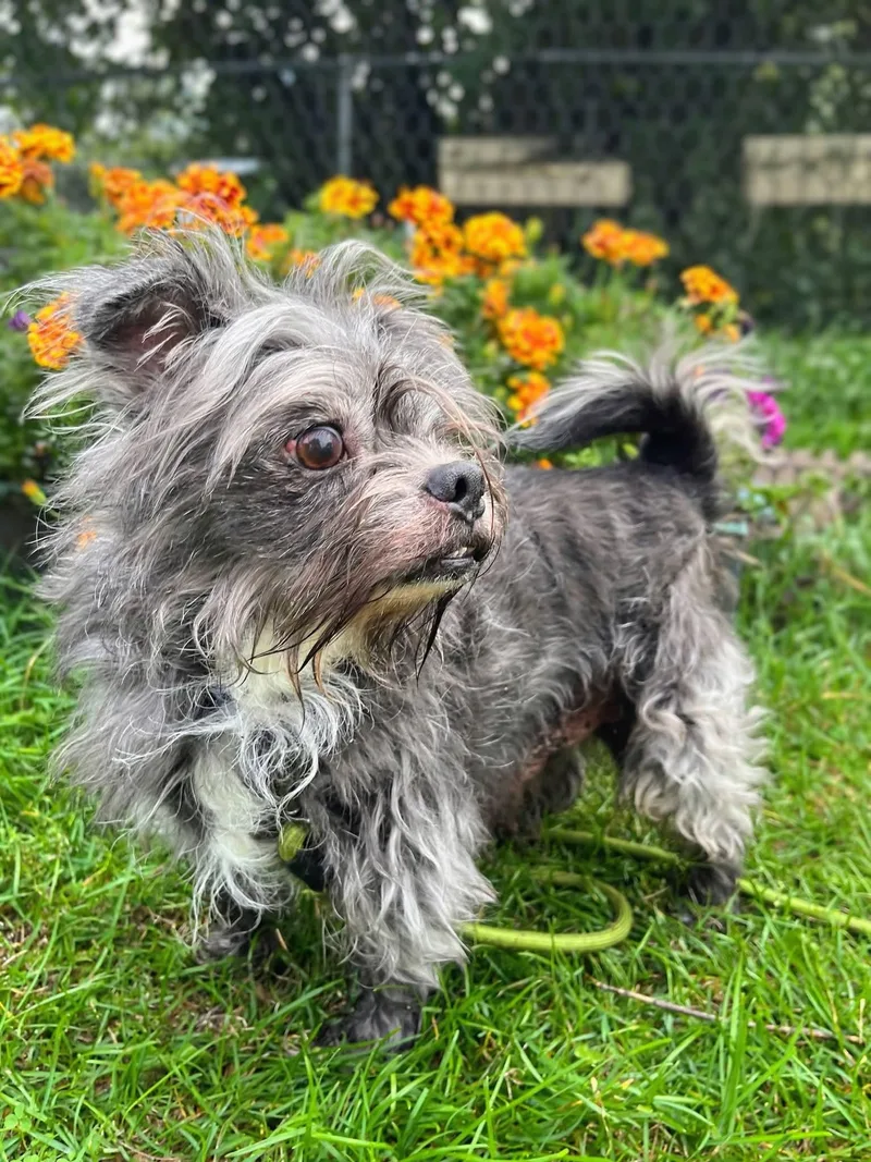 An adult small-sized male Gray / Blue / Silver Shih Tzu dog named Newt for adoption in Wedgefield, SC