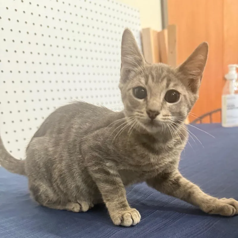 Milo