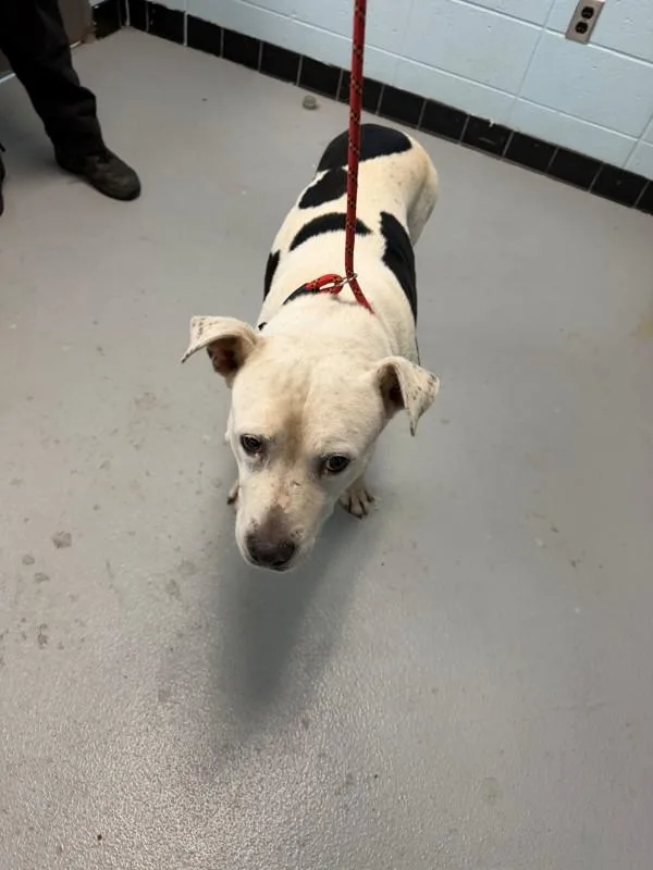 An adult large-sized male Pit Bull Terrier dog named Pen Ic for adoption in Lawrenceville, GA