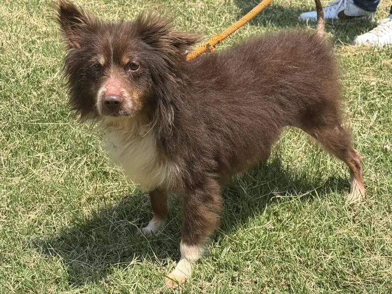 An adult small-sized male Brown / Chocolate Australian Shepherd dog named Pumbaa for adoption in Meherrin, VA