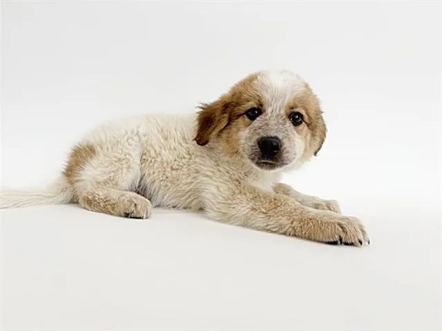 A baby small-sized female Terrier dog named Carrot for adoption in Saint Louis, MO
