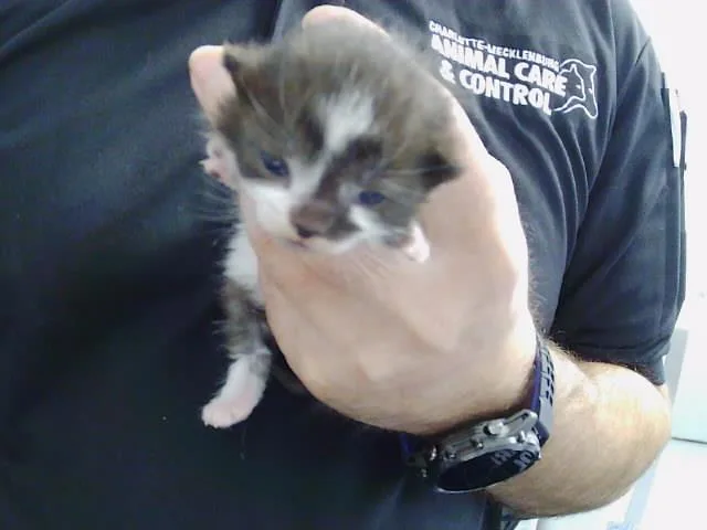 A baby small-sized female Domestic Short Hair cat named Clover for adoption in Charlotte, NC