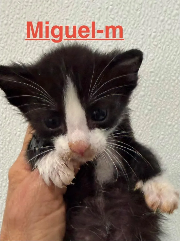 A baby small-sized male Tuxedo cat named Miguel for adoption in Brookhaven, MS