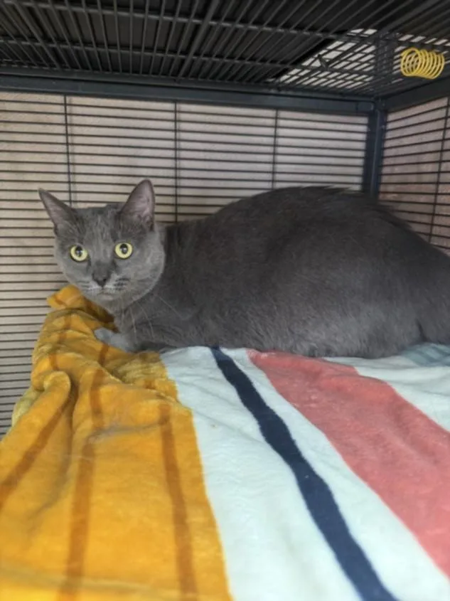 An adult medium-sized female Domestic Short Hair cat named Mystic for adoption in Hagerstown, MD