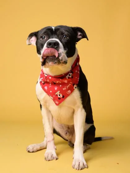 An adult large-sized male Pit Bull Terrier dog named Hollywood for adoption in Atlanta, GA