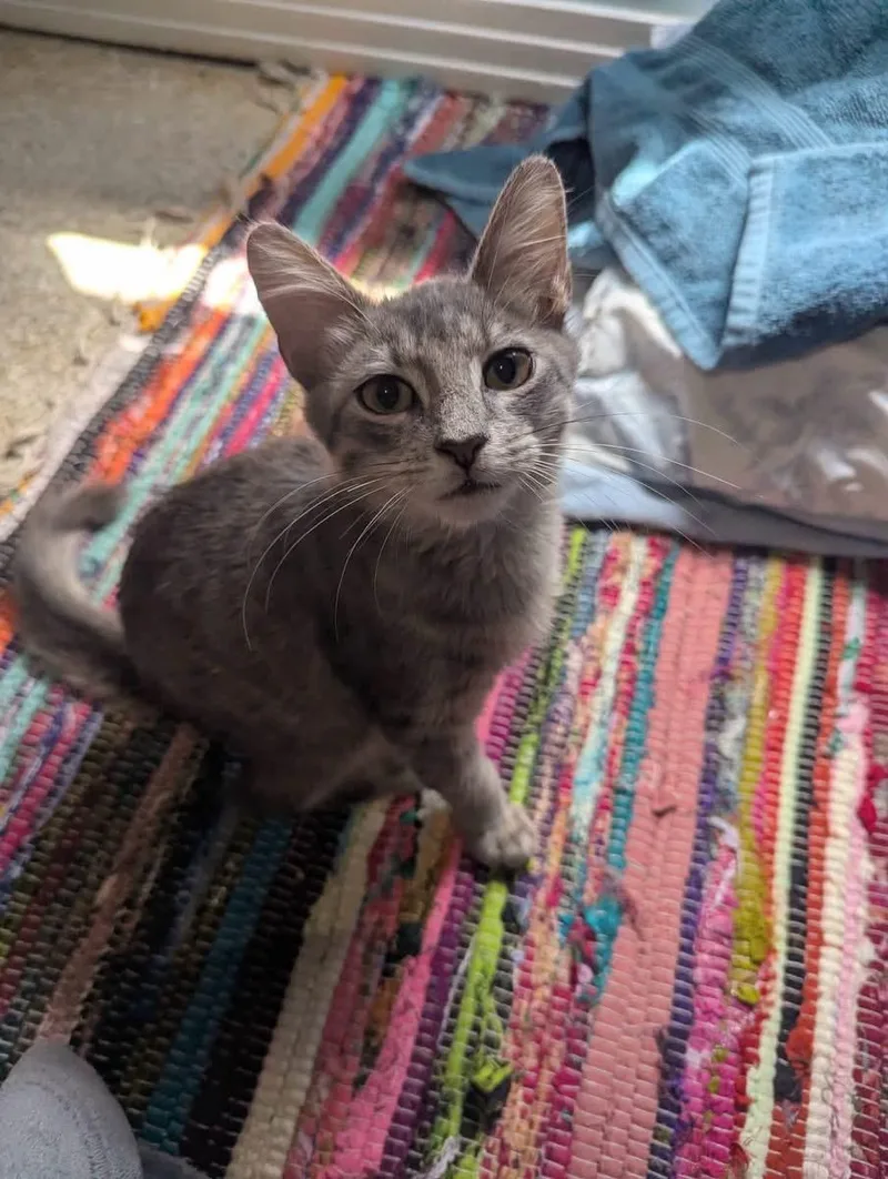 Moxie