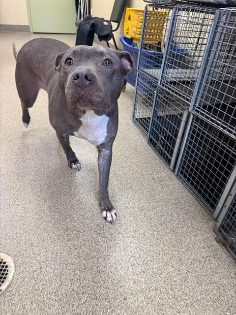 An adult large-sized female Pit Bull Terrier dog named Mabel for adoption in Fort Myers, FL