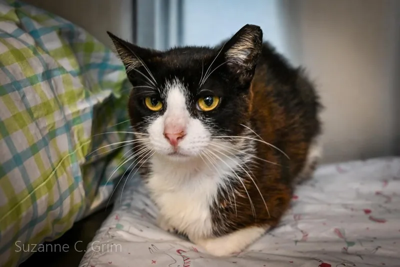 An adult small-sized female Domestic Short Hair cat named Biscuit for adoption in New Orleans, LA
