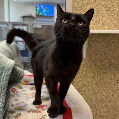 A senior medium-sized female Domestic Short Hair cat named Phoebe for adoption in Merriam, KS