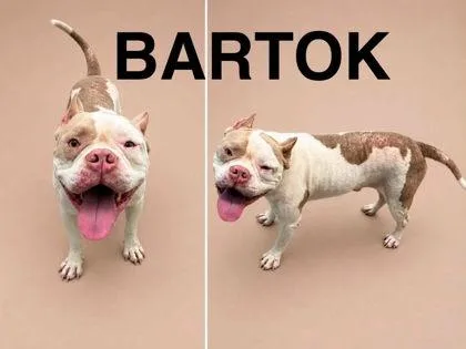 Bartok