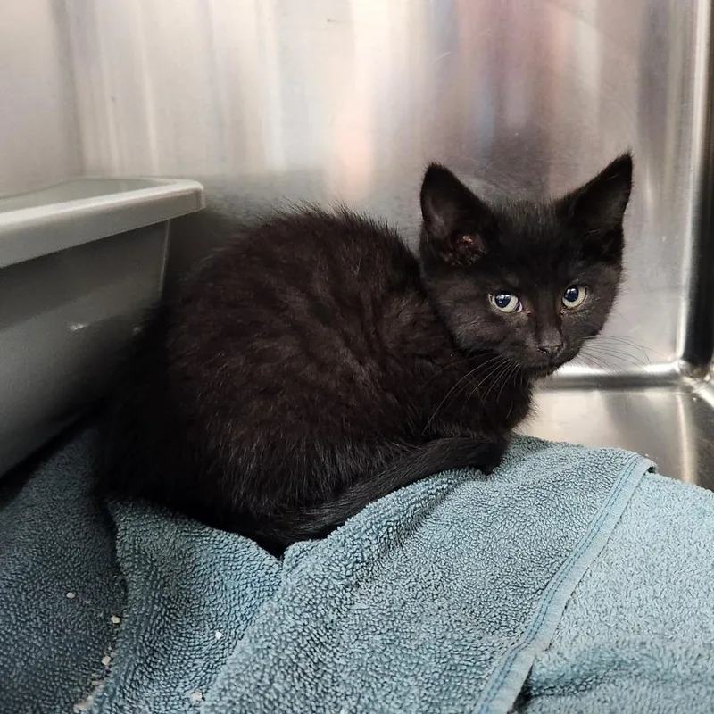 A baby small-sized female Black Domestic Short Hair cat named Jerri for adoption in Grand Rapids, MI