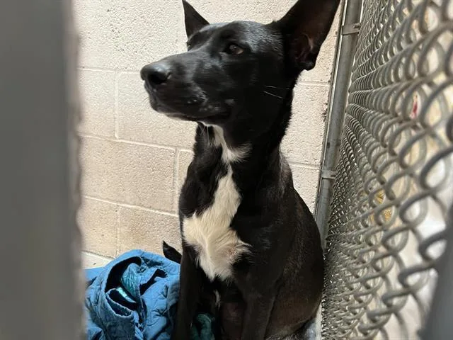 A young medium-sized female German Shepherd Dog dog named Sadie for adoption in Albuquerque, NM