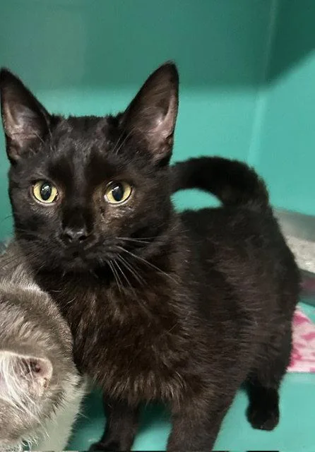 A young medium-sized male Domestic Short Hair cat named Cent mo for adoption in Sterling, MA