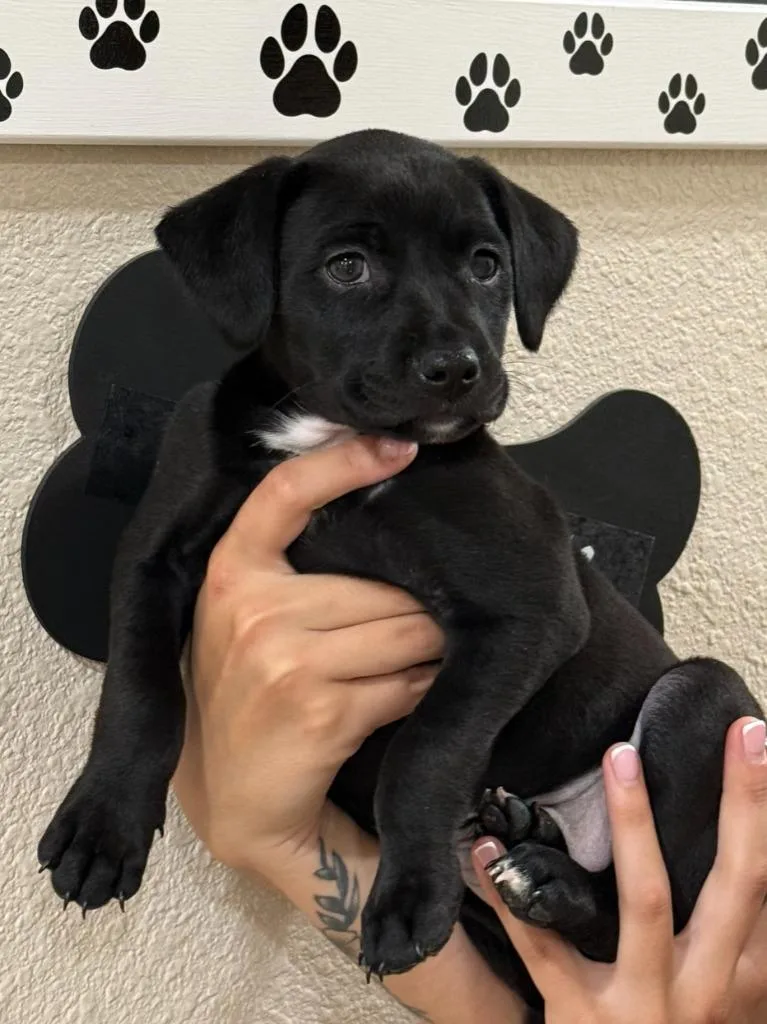 A baby medium-sized female Mixed Breed dog named Jane for adoption in Vacaville, CA