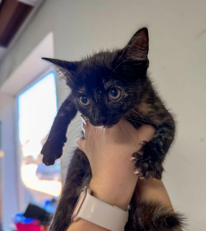 Crumbled Black Crayon thumbnail 2