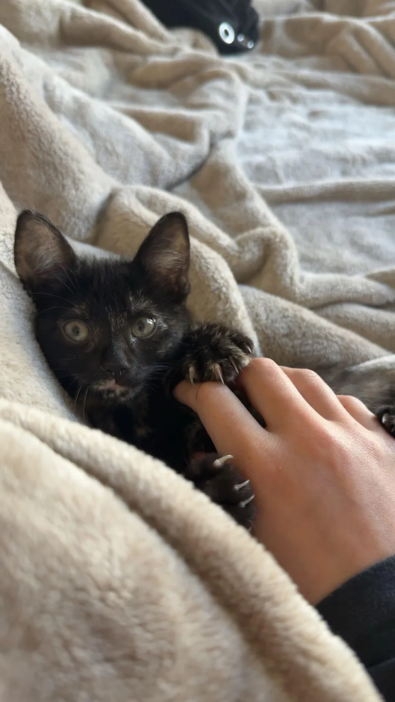 Crumbled Black Crayon thumbnail 4