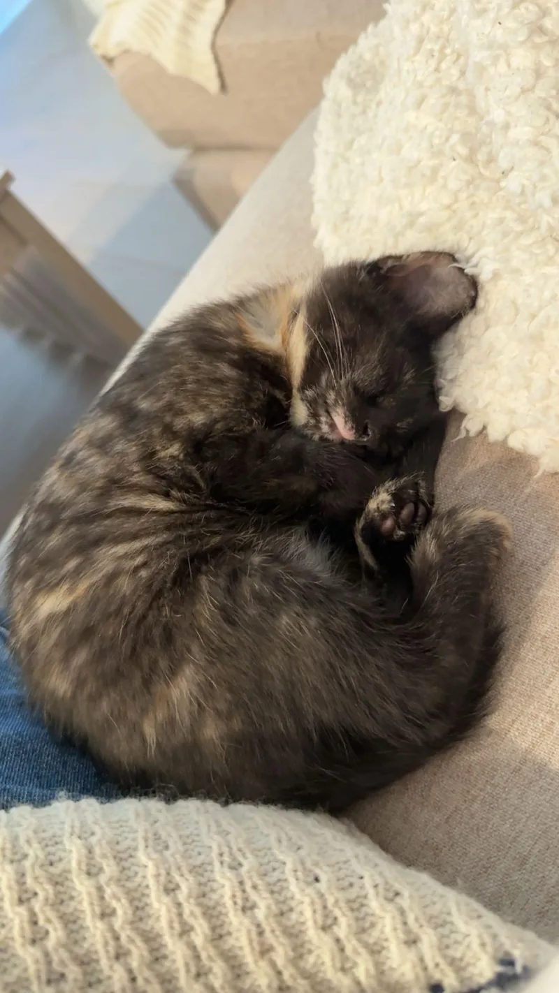 Crumbled Black Crayon thumbnail 5