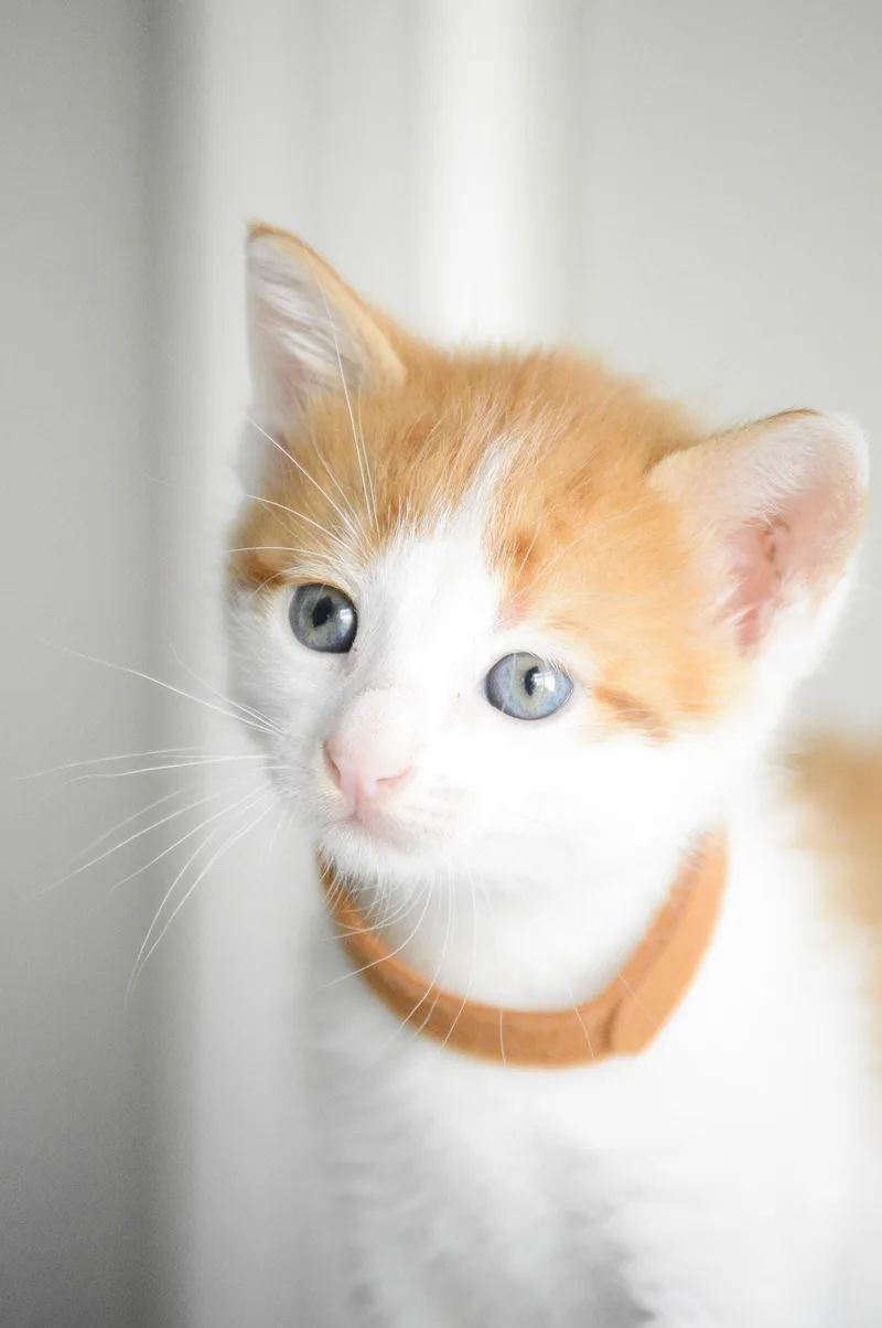 A baby medium-sized male Orange / Red Domestic Short Hair cat named JC Chasez for adoption in Fruit Heights, UT