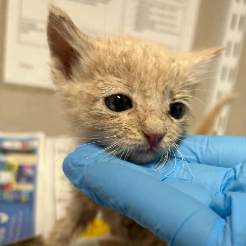 A baby small-sized male Orange / Red Domestic Short Hair cat named Captain Harlock for adoption in Yuma, AZ
