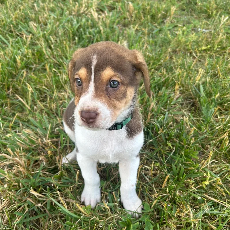 A baby medium-sized male Tricolor (Brown, Black, & White) German Shorthaired Pointer dog named Guernsey for adoption in Spring hill, TN