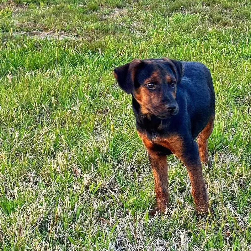A baby medium-sized female Black Mixed Breed dog named Izzie Stevens for adoption in Fredericksburg, VA
