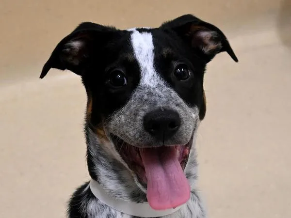 A baby small-sized male Australian Cattle Dog / Blue Heeler dog named Newport for adoption in Portland, OR
