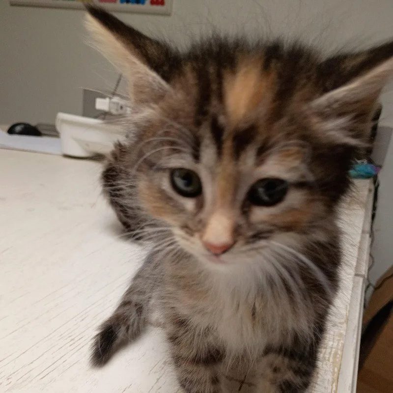 A baby medium-sized female Domestic Short Hair cat named Nemo for adoption in Dallas, TX