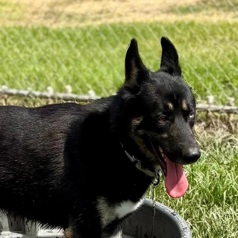 An adult large-sized male Black German Shepherd Dog dog named Kieran for adoption in San Jacinto, CA