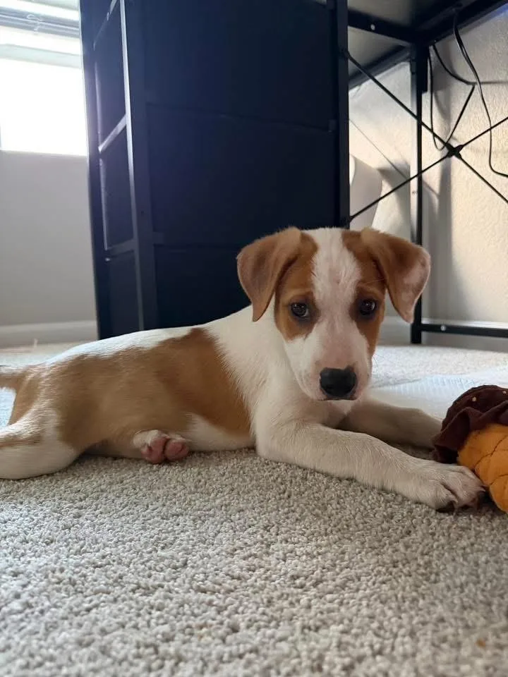 A baby small-sized female White / Cream Australian Cattle Dog / Blue Heeler dog named Steph for adoption in Colorado Springs, CO