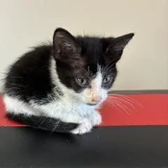 A baby small-sized female Black Domestic Short Hair cat named Mint for adoption in Greensboro, GA