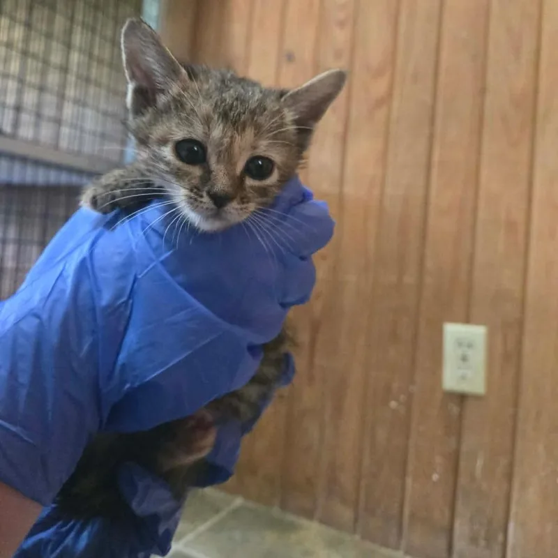 A baby small-sized female Gray / Blue / Silver Domestic Short Hair cat named Elvira for adoption in Tylertown, MS