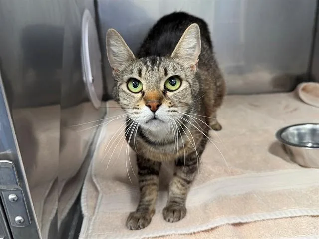 A young medium-sized female Domestic Short Hair cat named Pearl for adoption in Antioch, CA