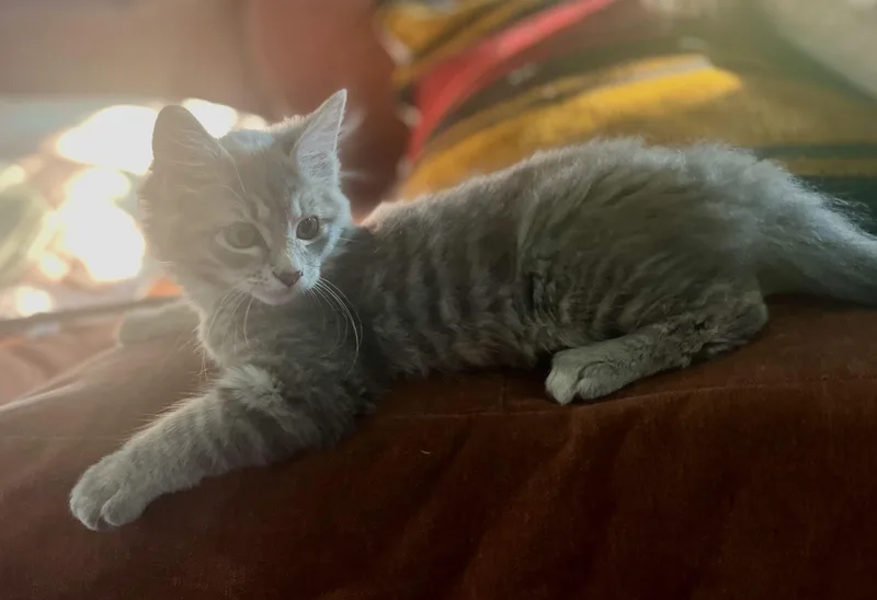 A baby medium-sized male Gray / Blue / Silver Domestic Long Hair cat named Smokie for adoption in The Dalles, OR