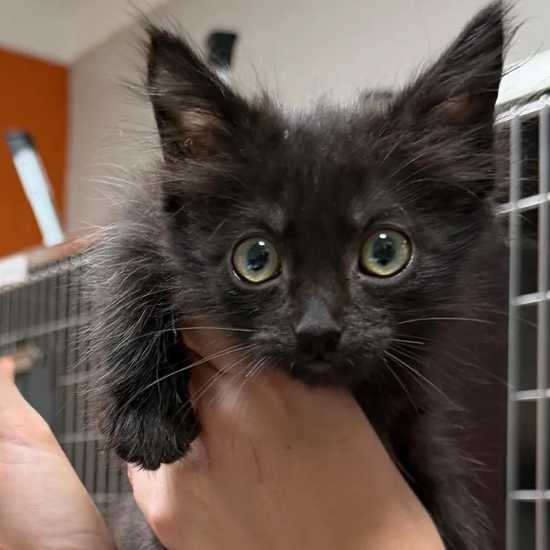 A baby small-sized male Black Domestic Medium Hair cat named Mudslide for adoption in Pensacola, FL