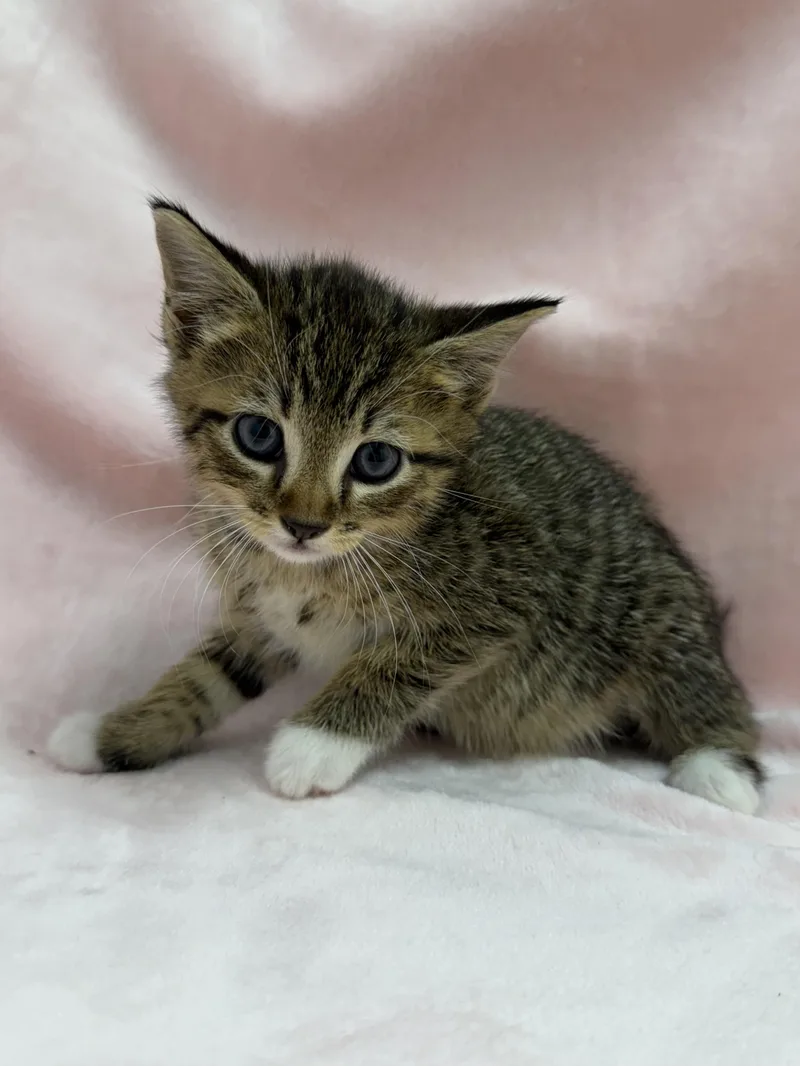 A baby medium-sized male Tabby (Brown / Chocolate) Domestic Short Hair cat named Hatter for adoption in Greensboro, NC