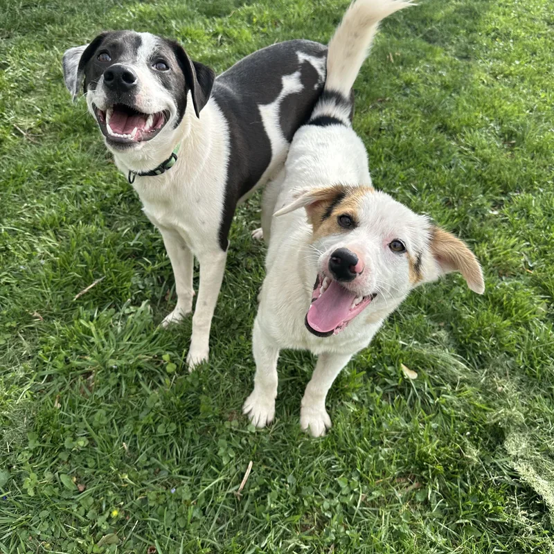 Oliver Aka Ollie thumbnail 2