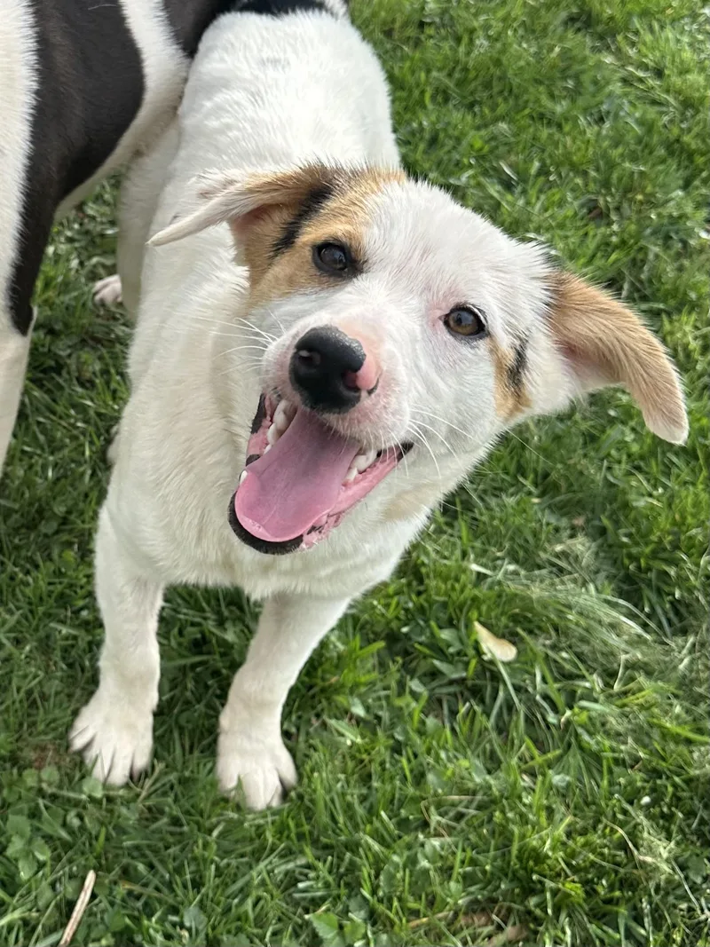 A baby medium-sized male White / Cream Australian Shepherd dog named Oliver Aka Ollie for adoption in Mount Juliet, TN