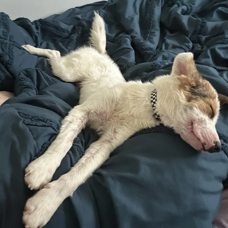 Oliver Aka Ollie thumbnail 3