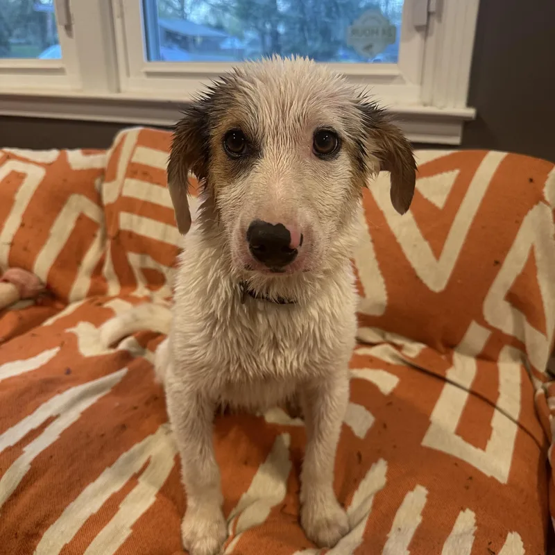 Oliver Aka Ollie thumbnail 4