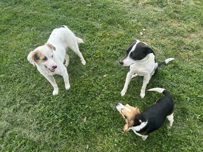 Oliver Aka Ollie thumbnail 6