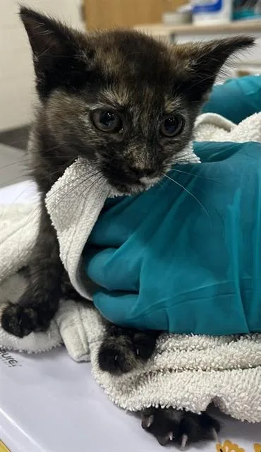 A baby small-sized female Domestic Short Hair cat named Sloane for adoption in Upper Marlboro, MD