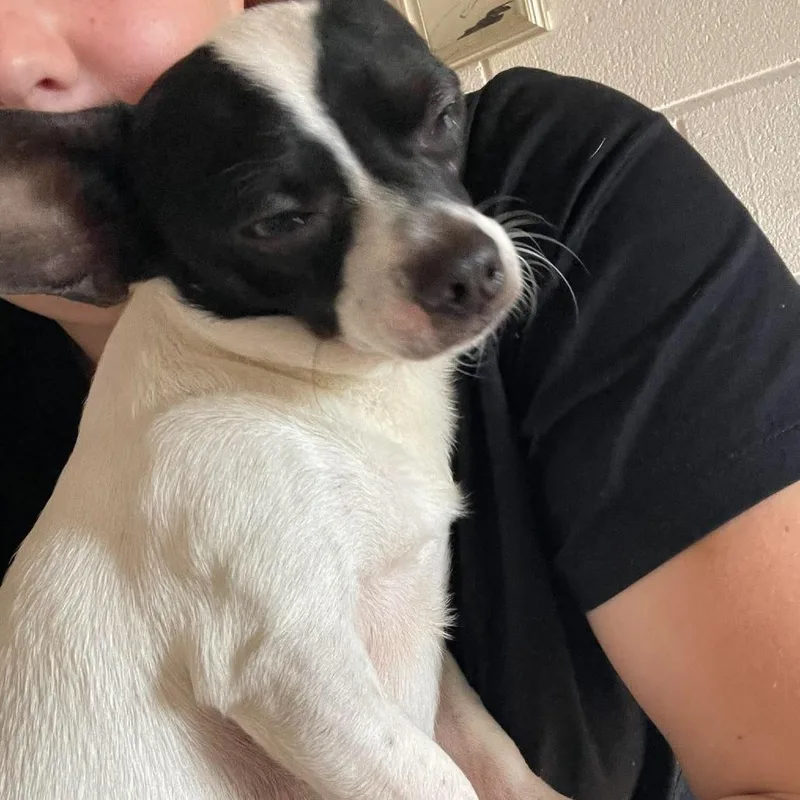 A young small-sized male White / Cream Chihuahua dog named Max for adoption in Eufaula, AL