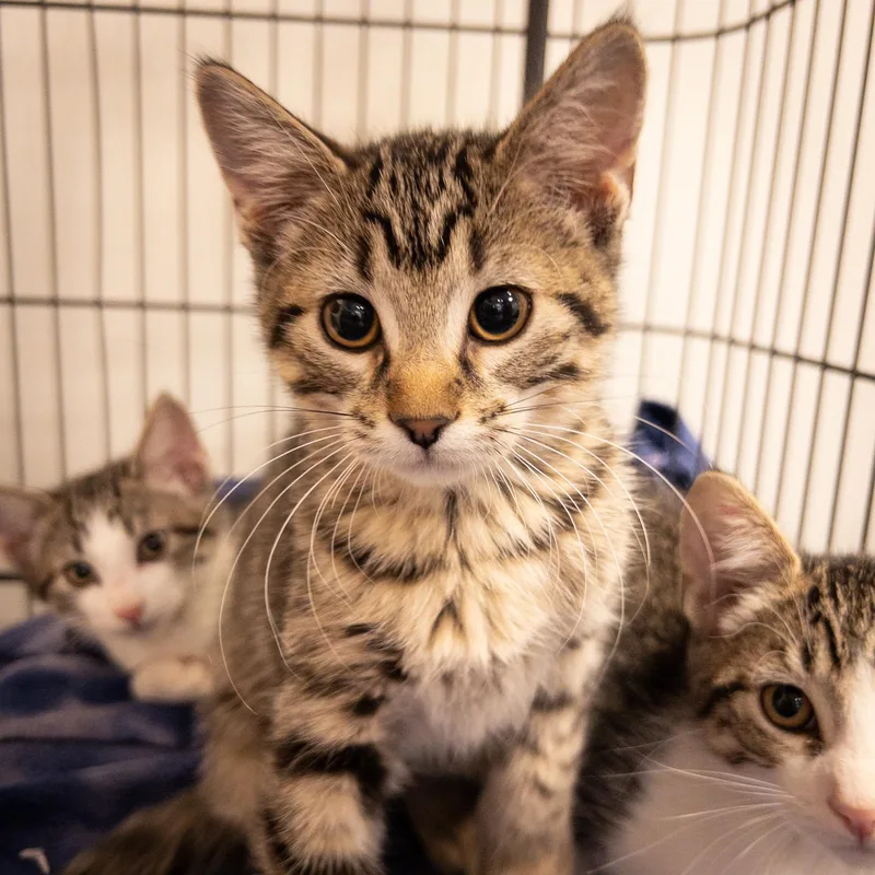A baby medium-sized female Tabby (Brown / Chocolate) Domestic Short Hair cat named Duskie for adoption in Overland Park, KS